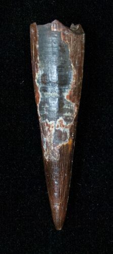 Large Rooted Pterosaur Tooth - Kem Kem Beds #15360